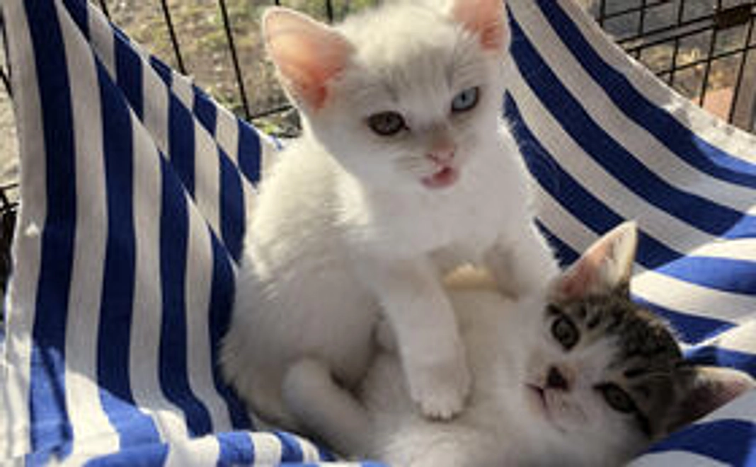 野良ねこ元気応援コース