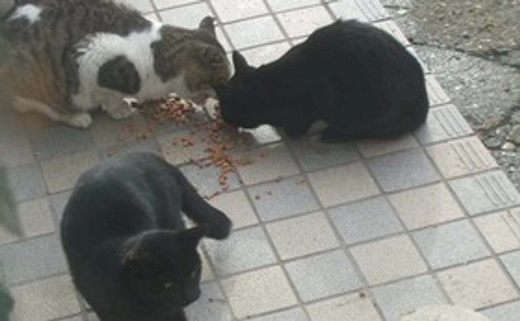 （10,000円）TNR応援Aコース