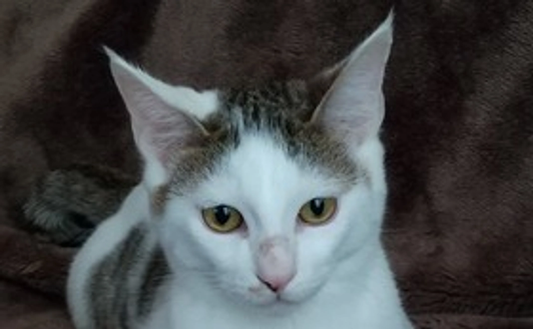 感謝のメール+テンの画像と動画