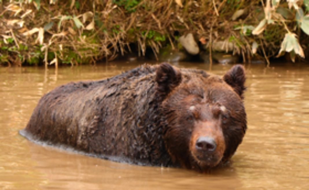 【1万円】ベア・マウンテンサポーターコース|エゾヒグマの未来をともに考える仲間に