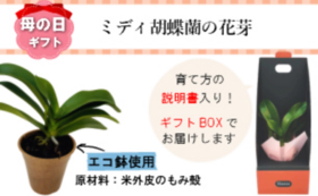 サンクスカード＆ミディ胡蝶蘭の花芽（1鉢）