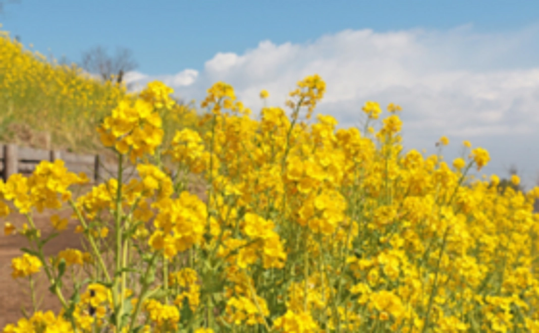 応援ファミリーコース3000