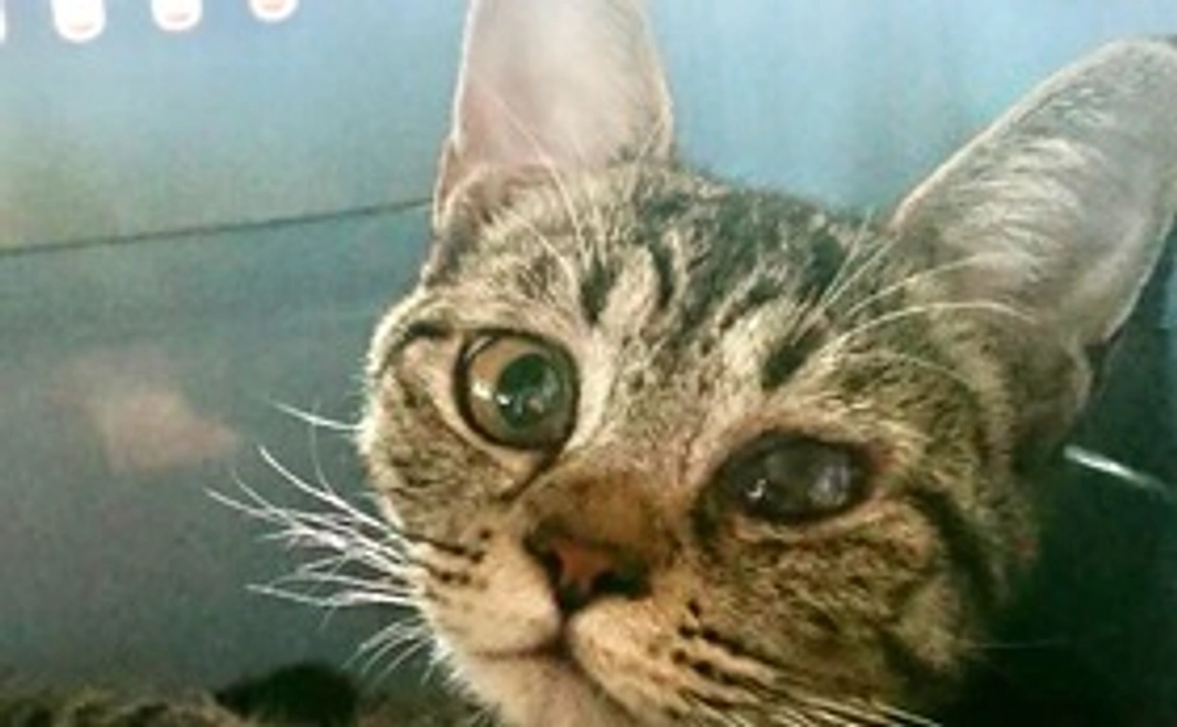 (3,000円)保護仔猫応援コース