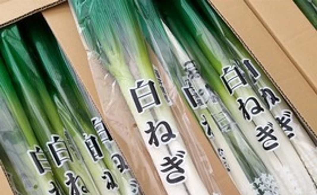 【福井県外の方限定】福井県産白ネギ