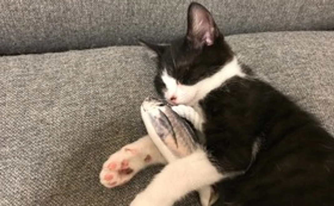 むーくん応援①