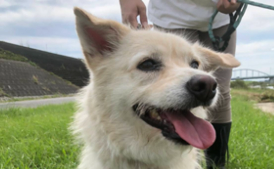 飼い主のいない子たちに居場所を