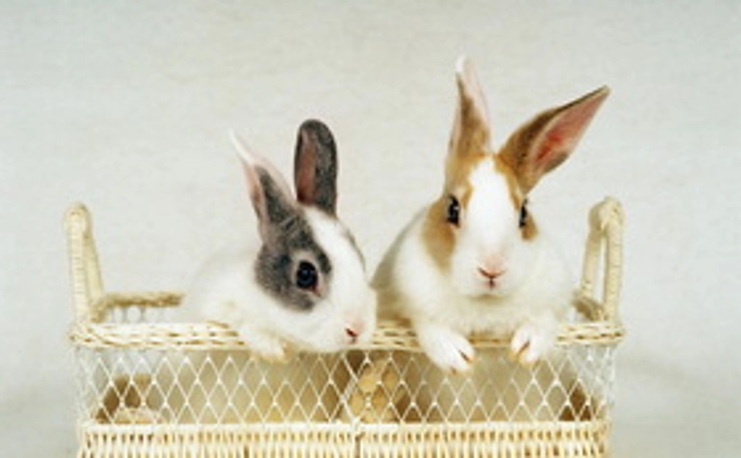 ウサギ・コース