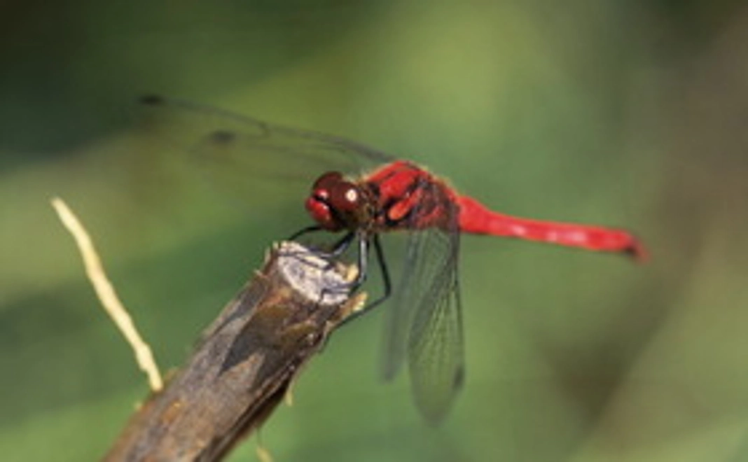 トンボ・コース