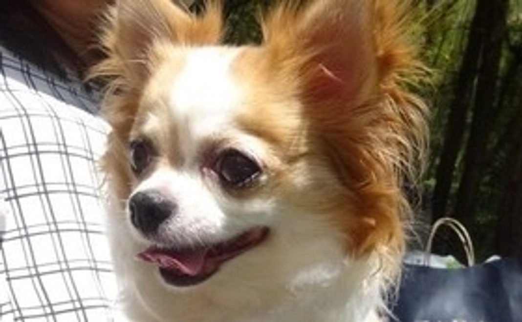 ひなに元気玉をお願いします①