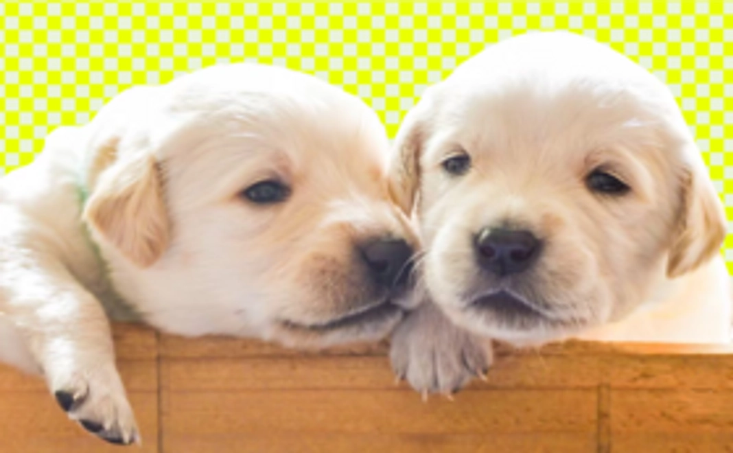 【マイクロチップ購入・登録1回分】ご支援コース