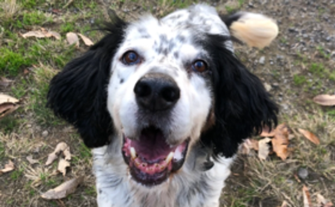 【5千円】もっと応援！コース：老犬たちの幸せな日々をともに作り出す仲間に！