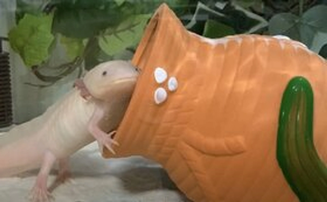 3000円応援コース