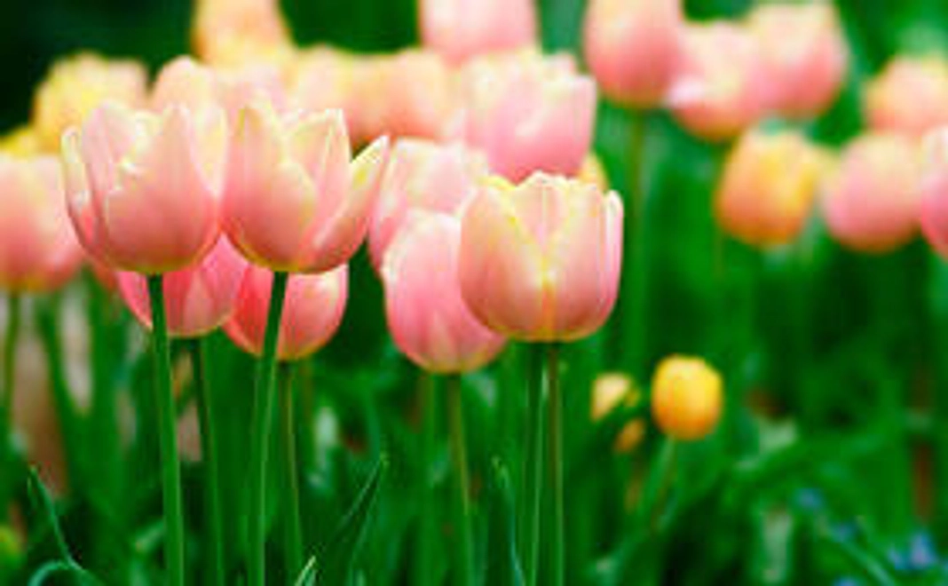 500円を全額支援させていただきます