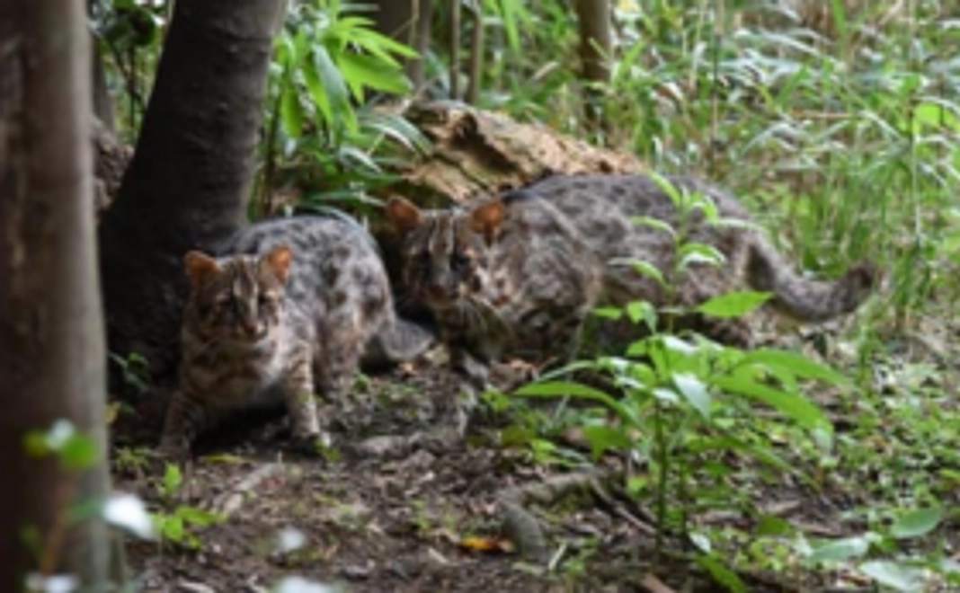 全力応援コース：1万円