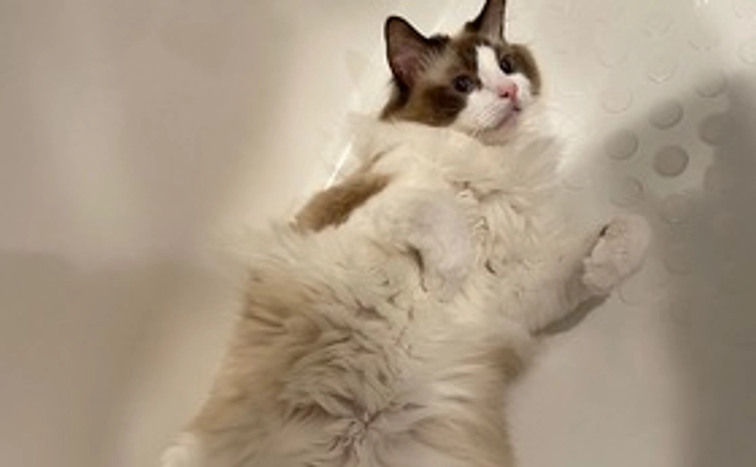 感謝のメール、写真1枚