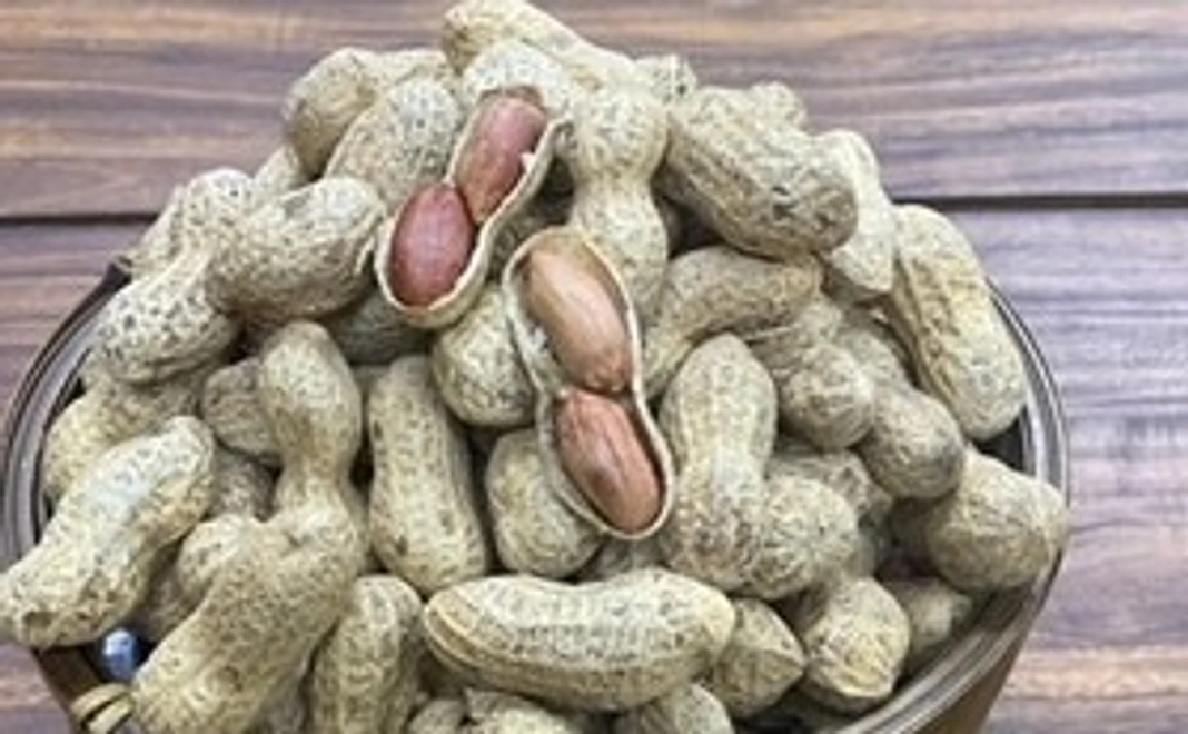 千葉県八街産落花生「千葉半立」