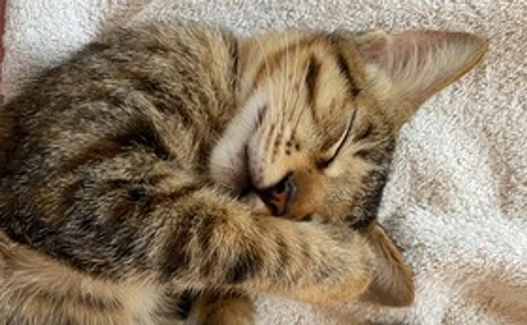 【お気持ちコース】しあわせな家族につなぐ場づくりを応援