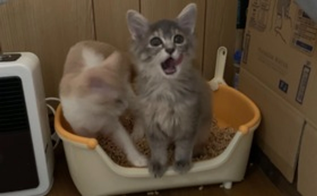 ありがとうの気持ちを込めて。全額あずきの治療費に使わせていただきます。（リターン不要）