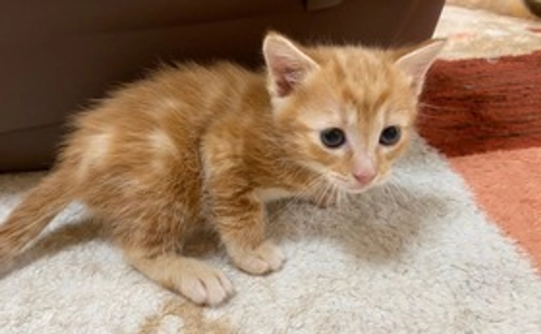 ①神様仏様プラン【3,000円】