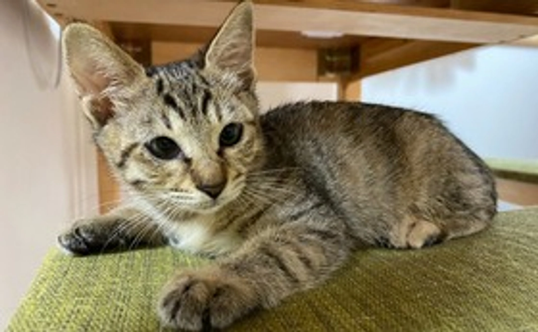 ②神様仏様プラン【5,000円】