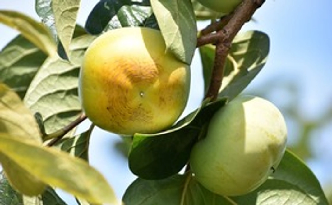 丸金太秋 コース