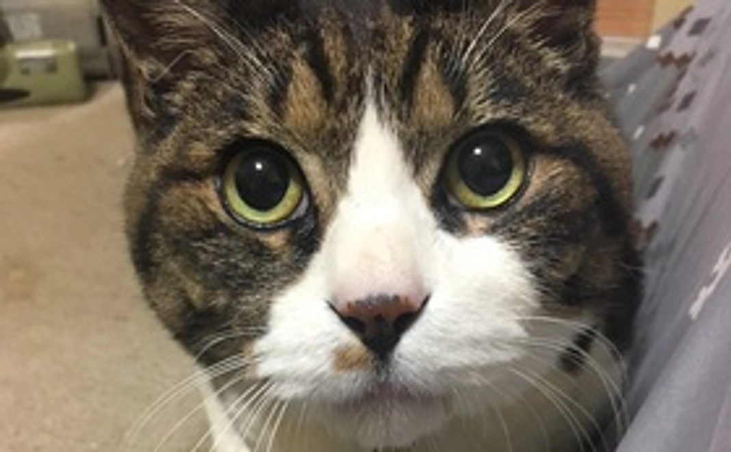 お礼のメールとニャン太の写真