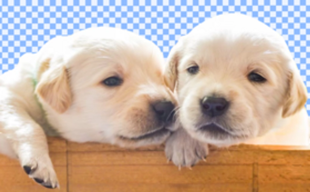 【リターン不要の方】5000円応援コース