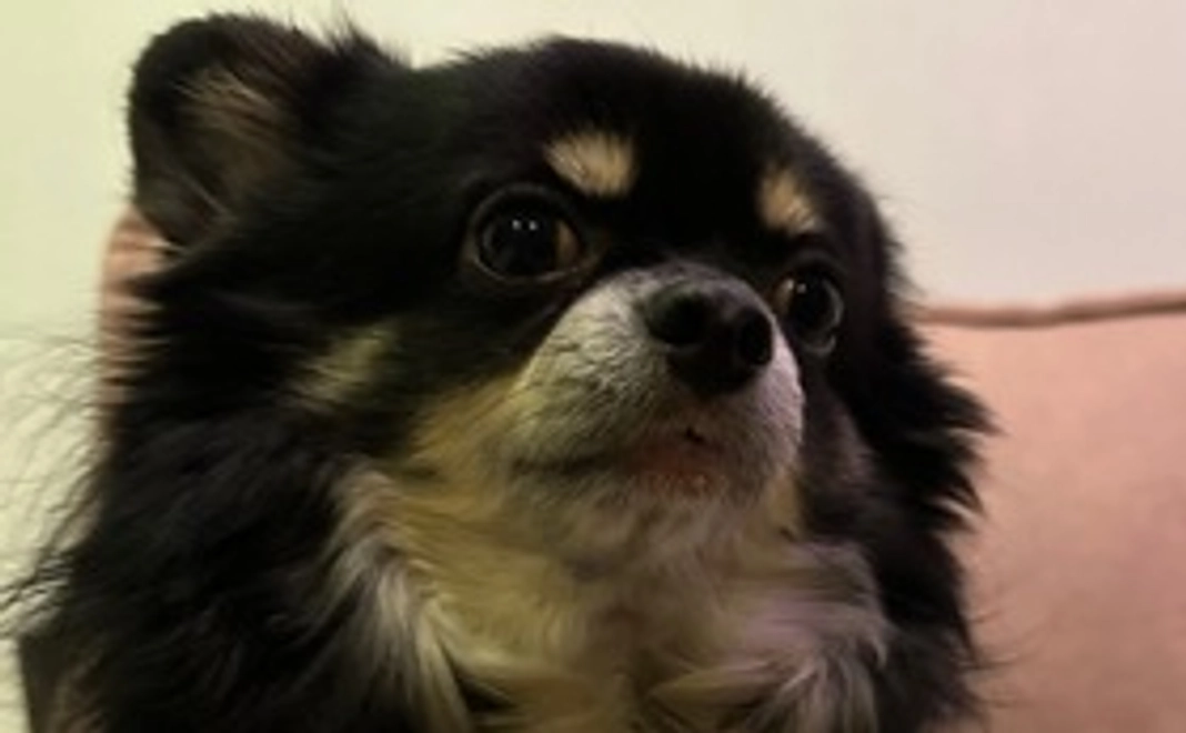 レンへのご支援１(リターン不要の方)