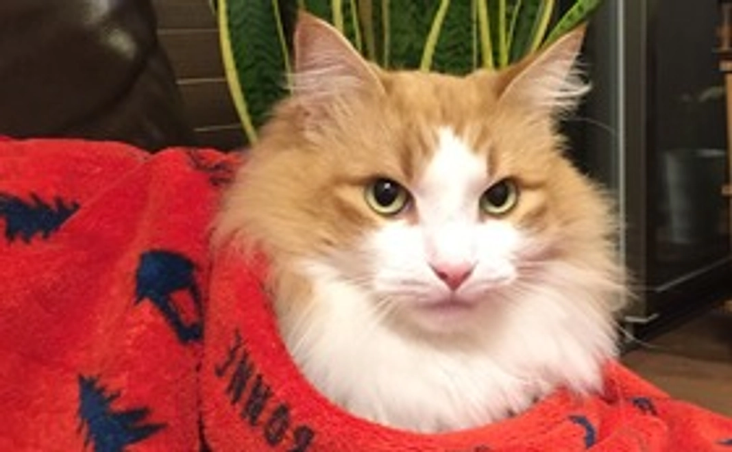 全力応援(リターン無し)