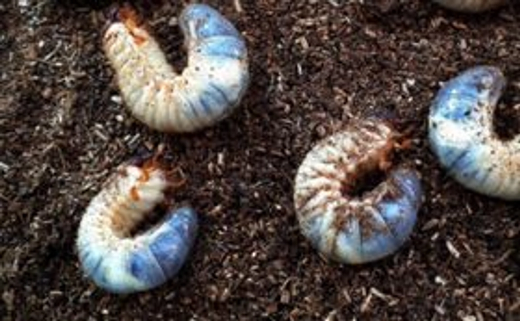 カブト虫の幼虫(生後3ヶ月)　4匹