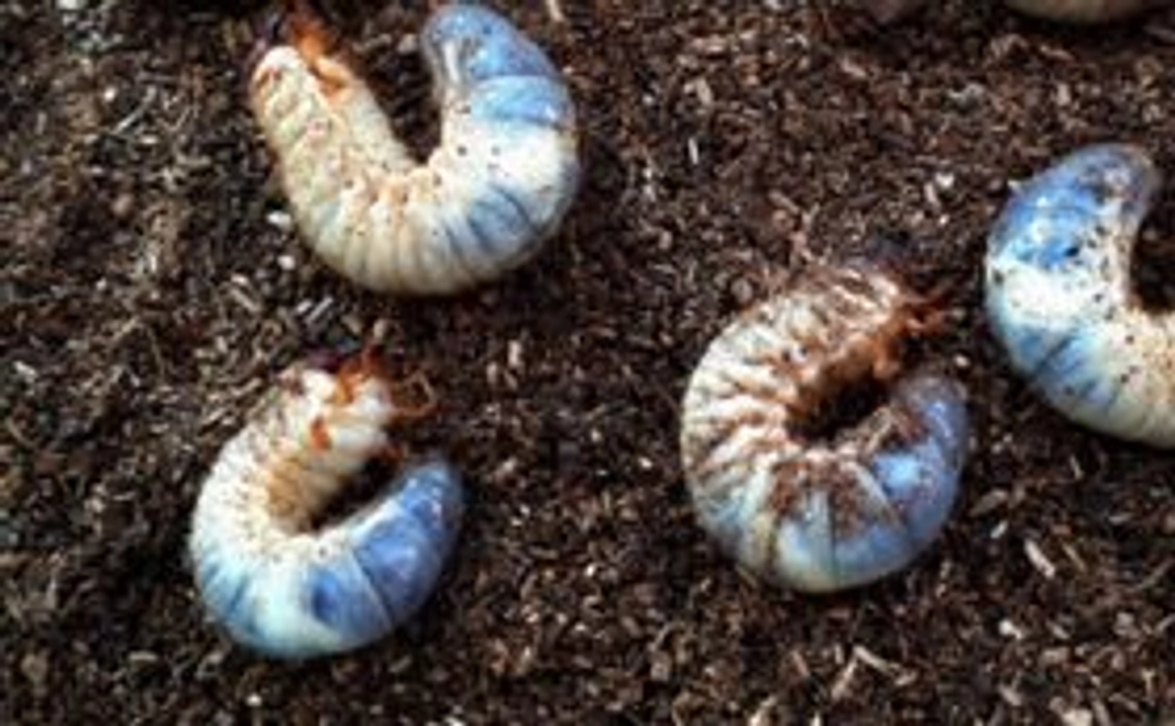 カブト虫の幼虫(生後2ヶ月)　4匹