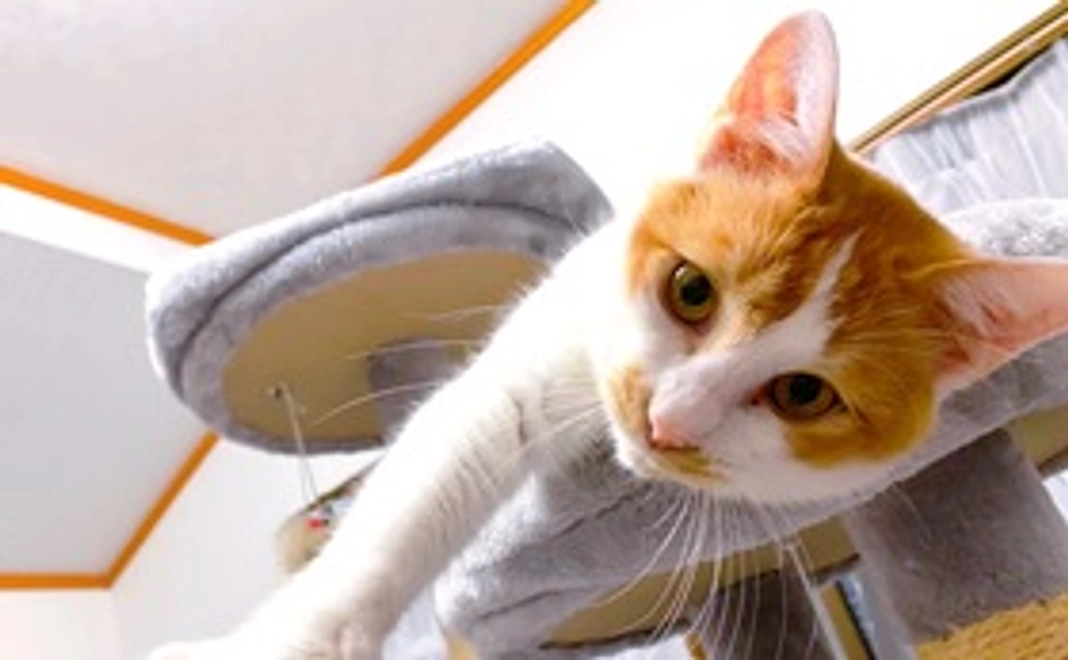 チャイを応援!1000円プラン