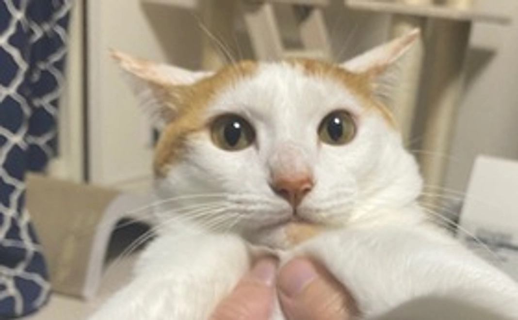 3,000円コース(リターン不要)