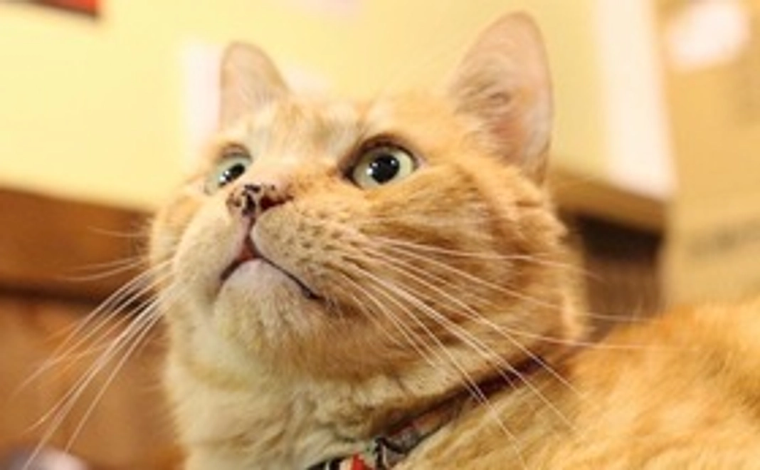 1.感謝のメールコース 3,000円