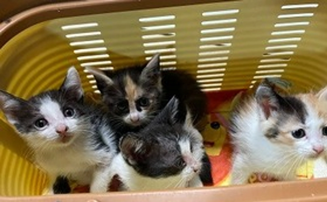 小鹿野町猫の不妊手術を無料にしたい