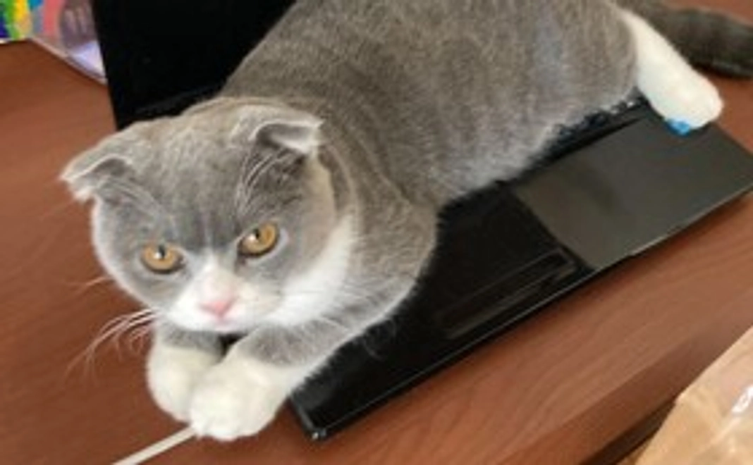 ご支援お願いします❗リターン不要1