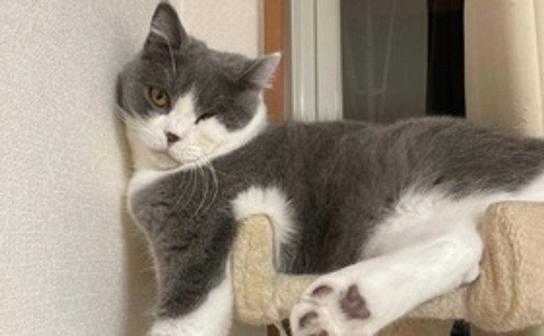 しらすくん応援1000コース