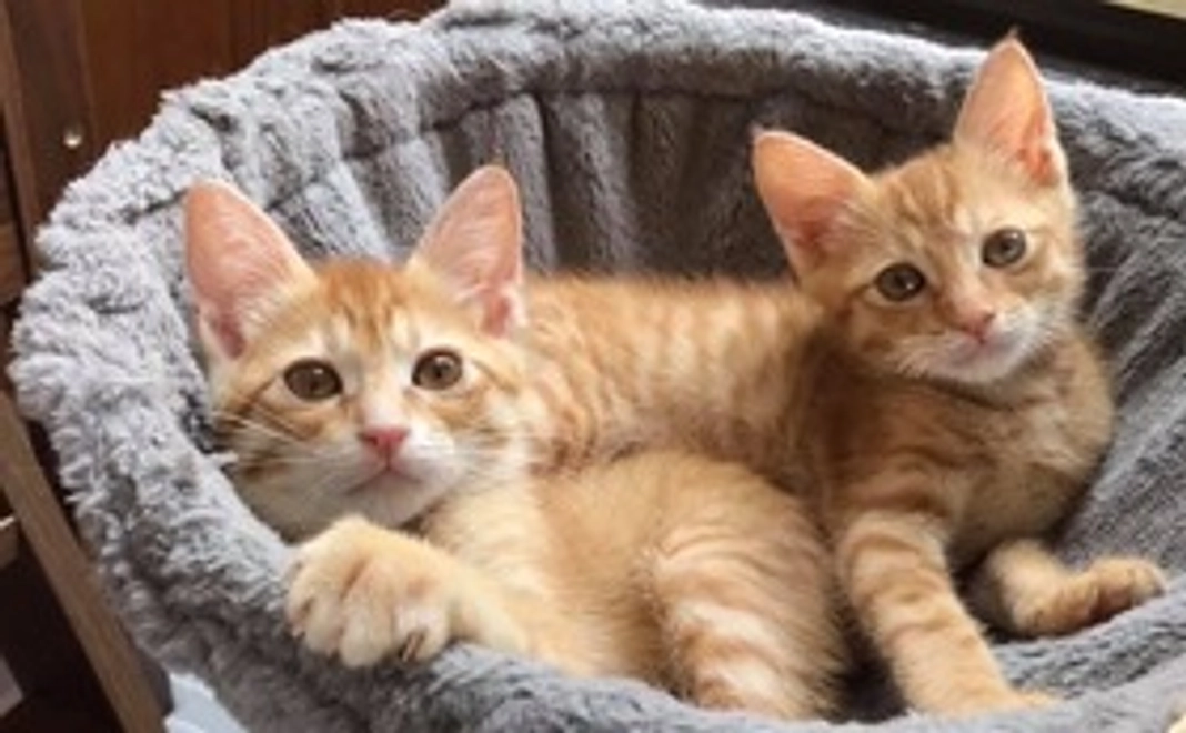 感謝のメール 10000円コース