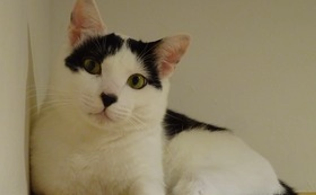 1,ちよだニャンとなるcafe全力応援コース