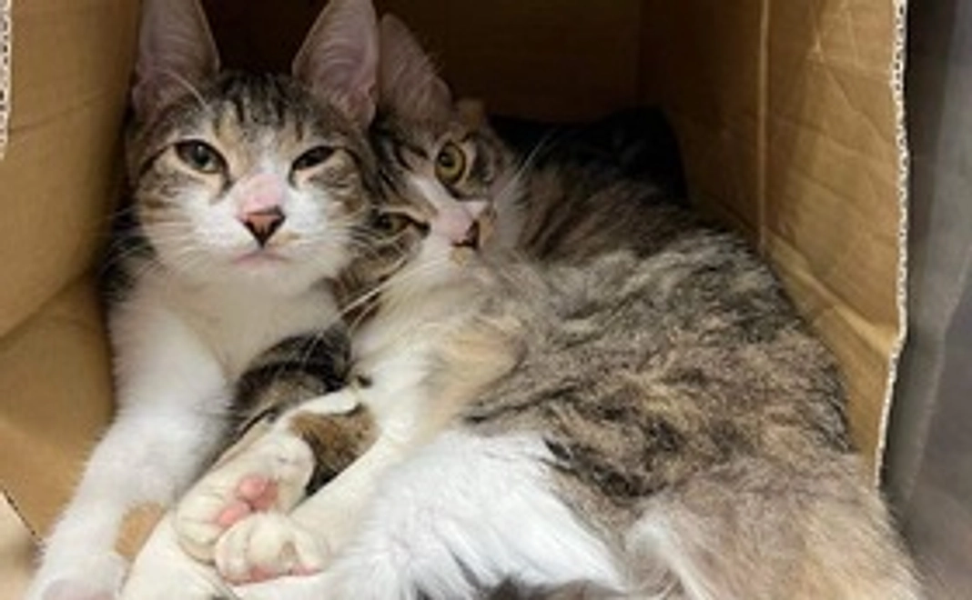 2,ちよだニャンとなるcafe全力応援コース