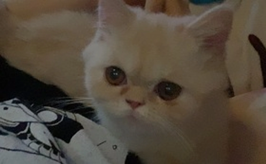 お礼メールプラン2