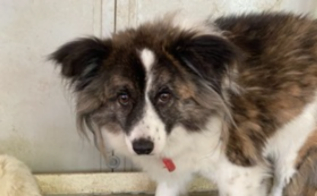 毎月2,000円応援コース