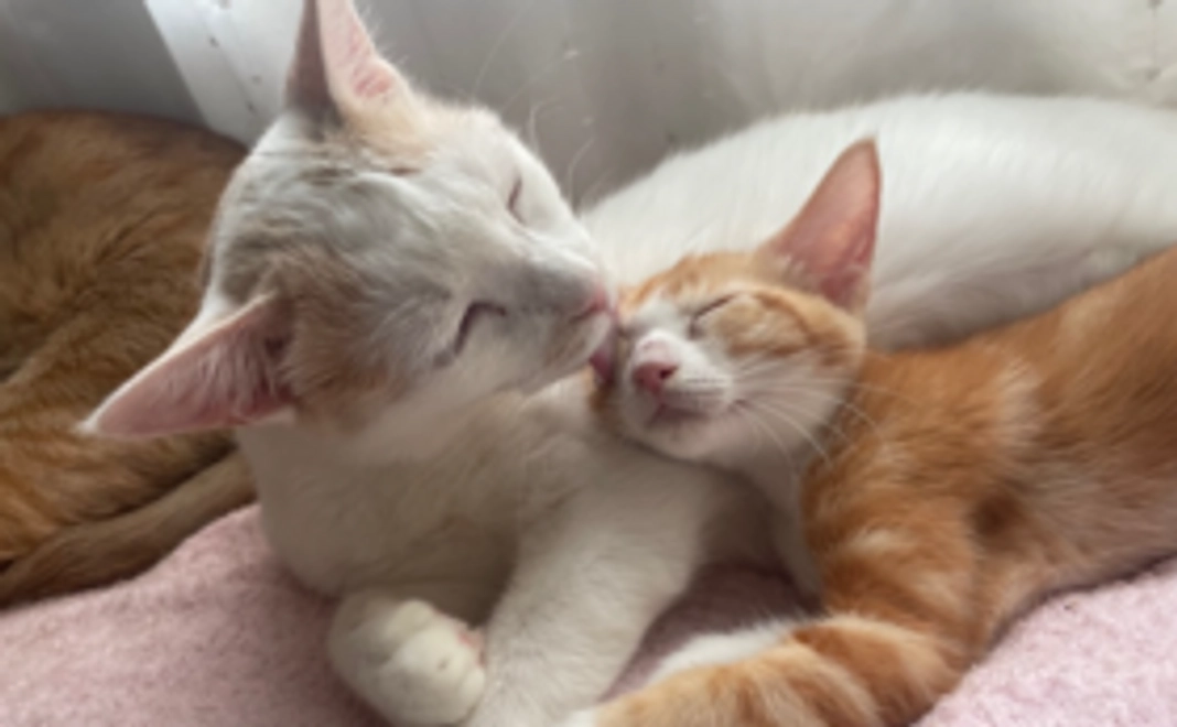 毎月応援1,000円コース