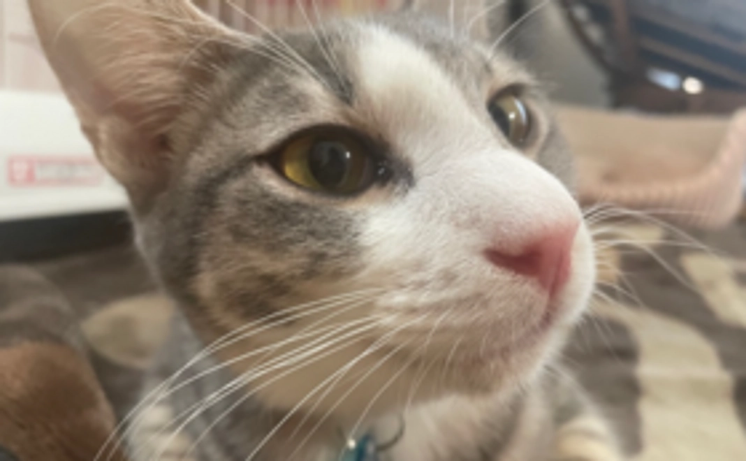 毎月応援5,000円コース