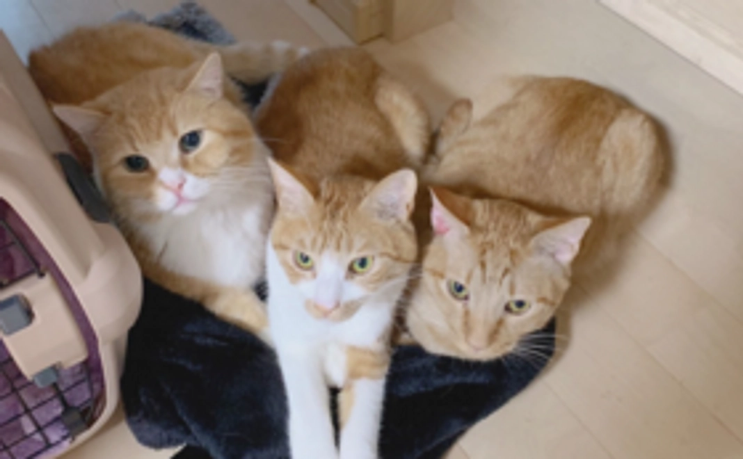 毎月応援10,000円コース