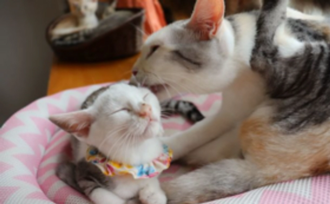 毎月応援1000円コース