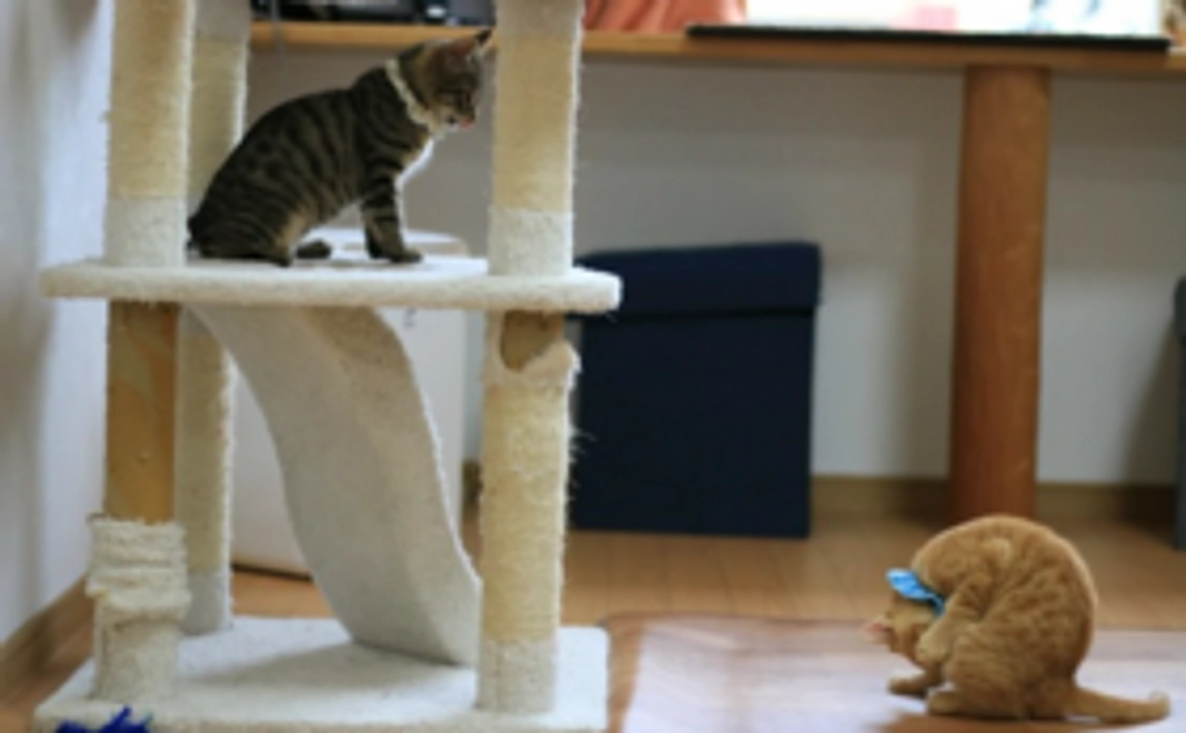 毎月応援3000円コース