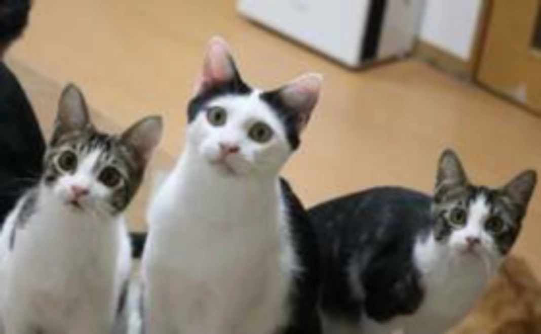 毎月応援10,000円コース