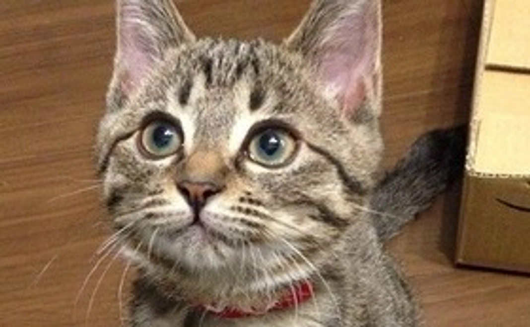 「３千円」寄附コース