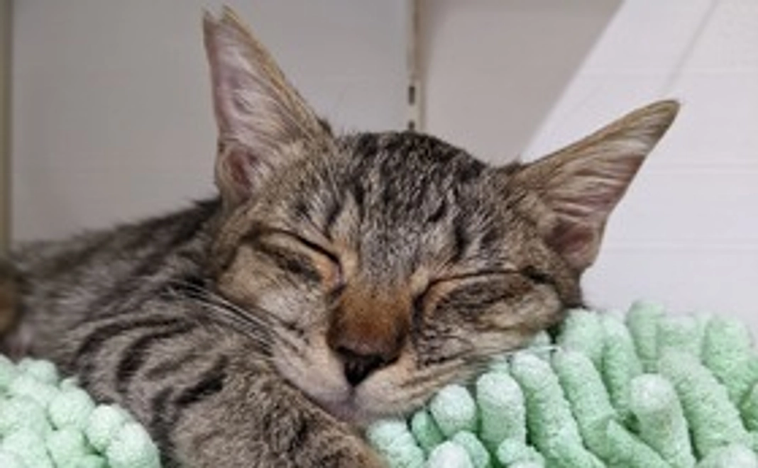 1,000円（リターン不要)